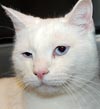  Animals - Dogs, Cats - 